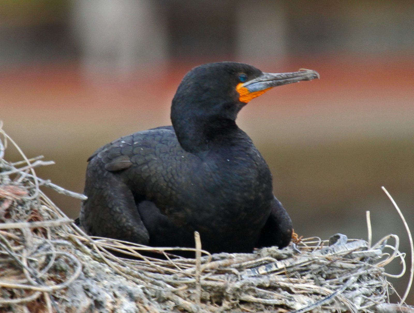 Cape Cormorant (Phalacrocorax capensis)