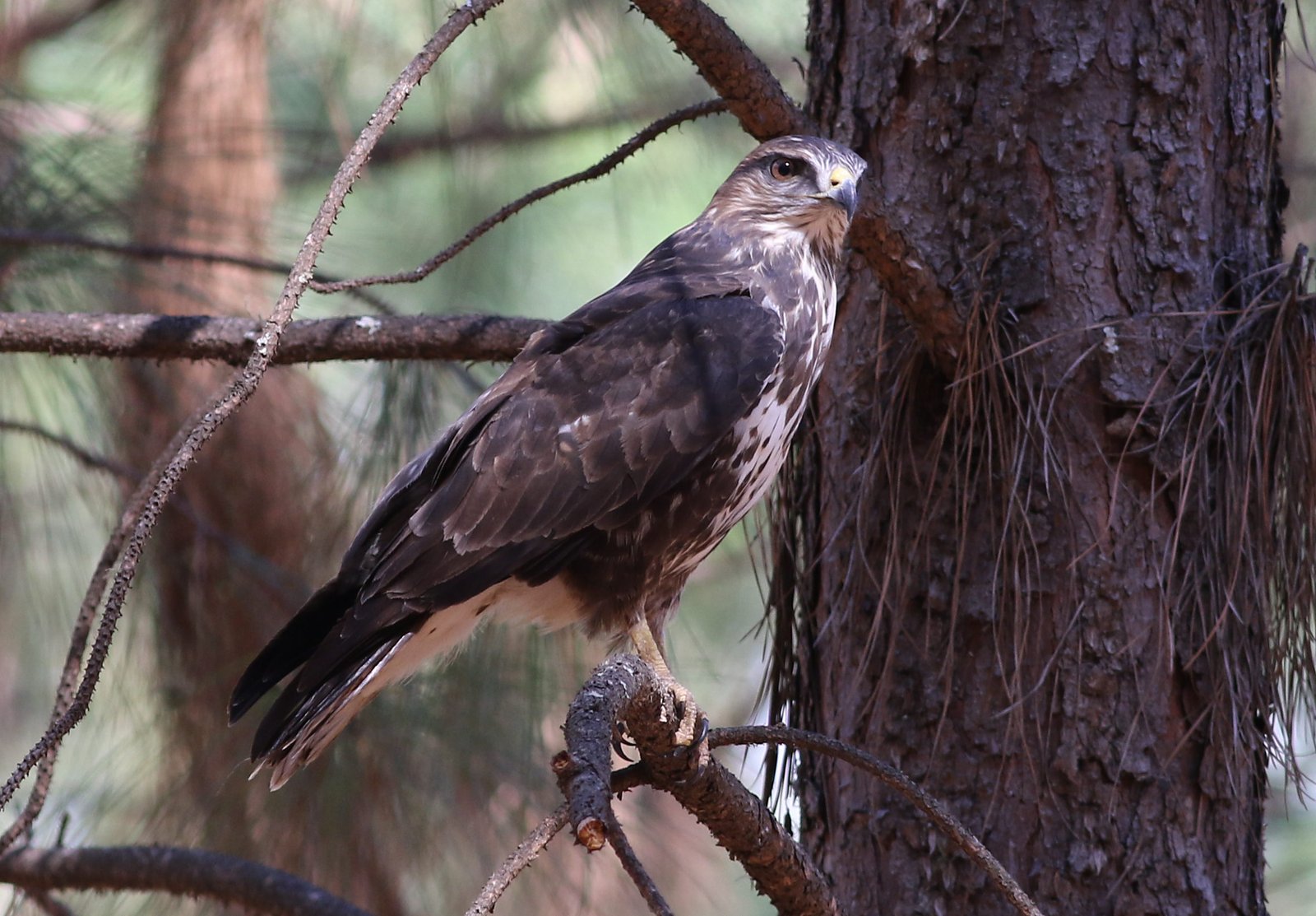 Forest Buzzard (Buteo trizonatus)