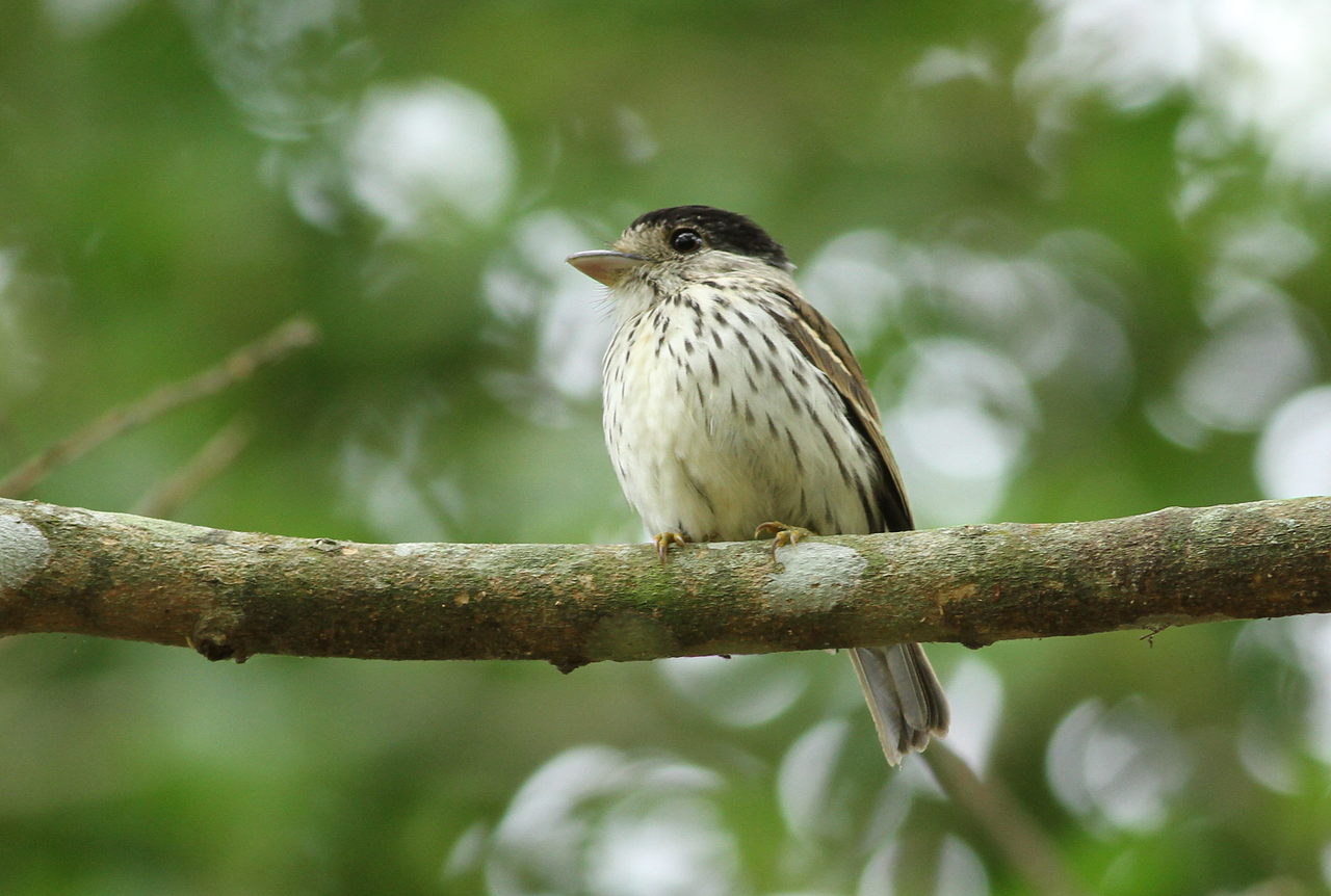 African Broadbill (Smithornis capensis)