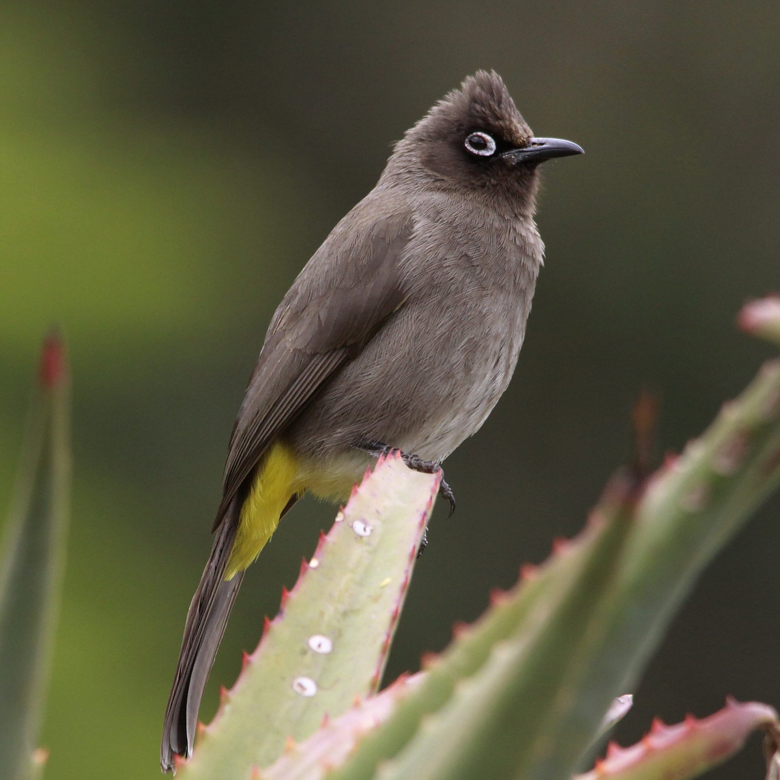 Cape Bulbul (Pycnonotus capensis)