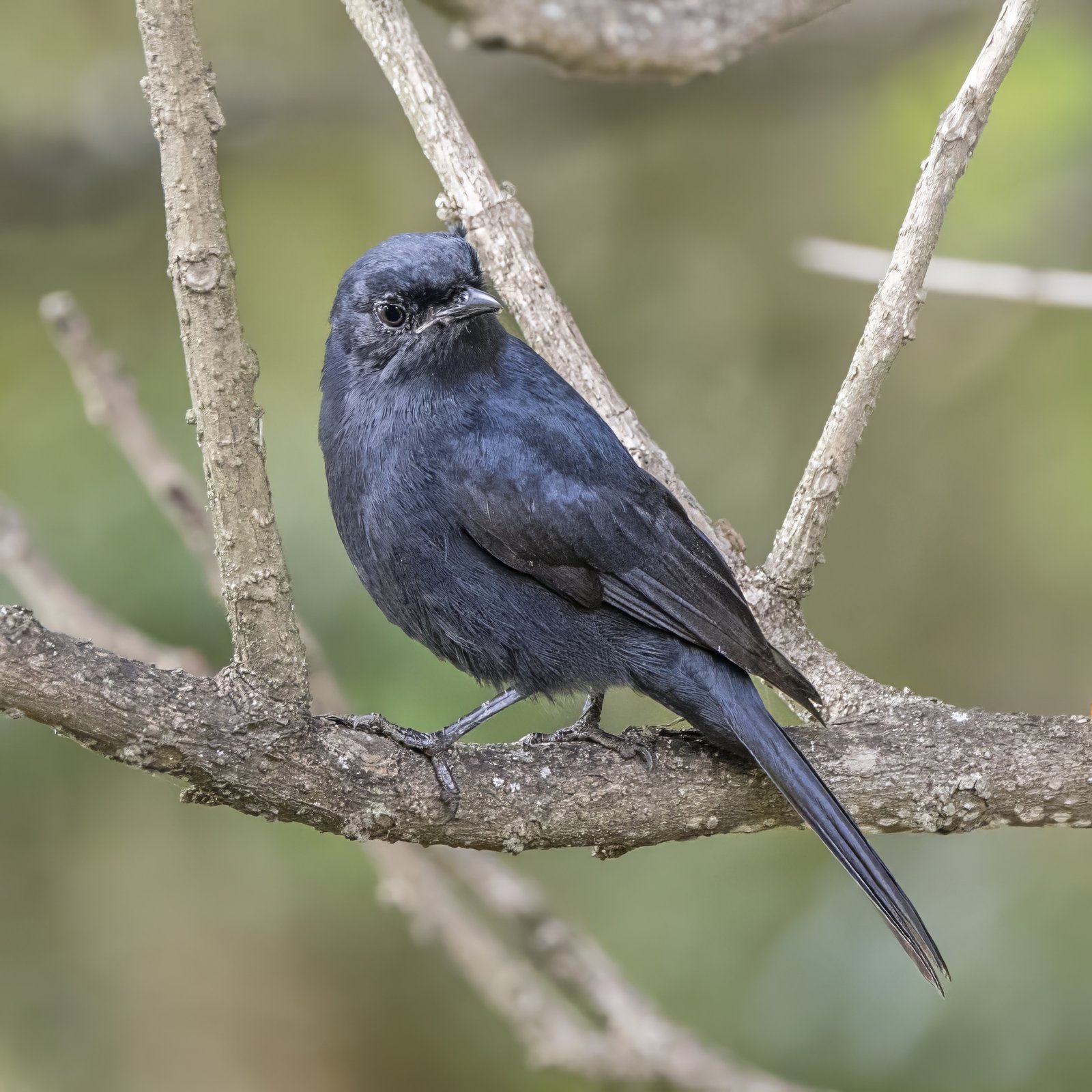 Southern Black Flycatcher (Melaenornis pammelaina)