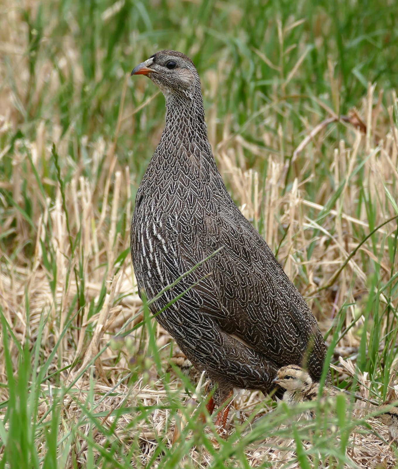 Cape Spurfowl (Pternistis capensis)
