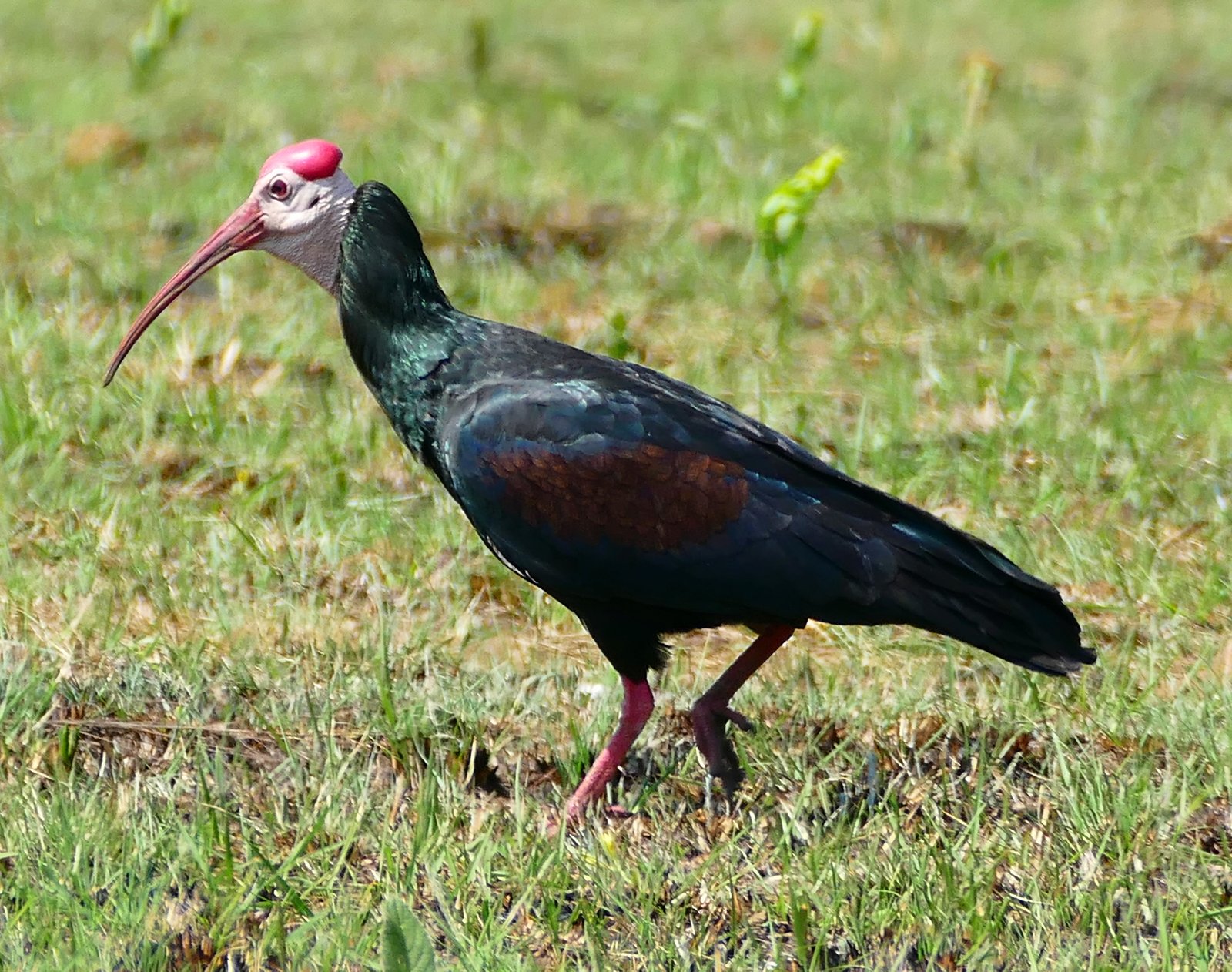 Southern Bald Ibis (Geronticus calvus)
