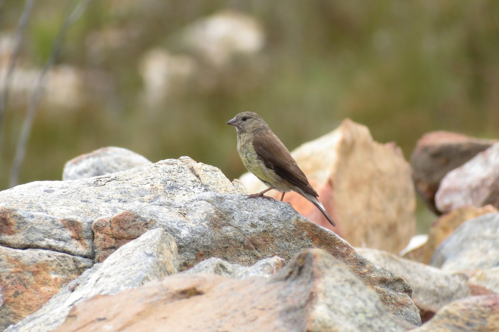 Cape Siskin (Crithagra totta)