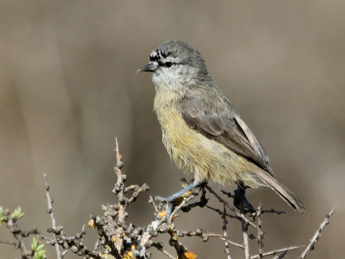Cape Penduline Tit (Anthoscopus minutus)