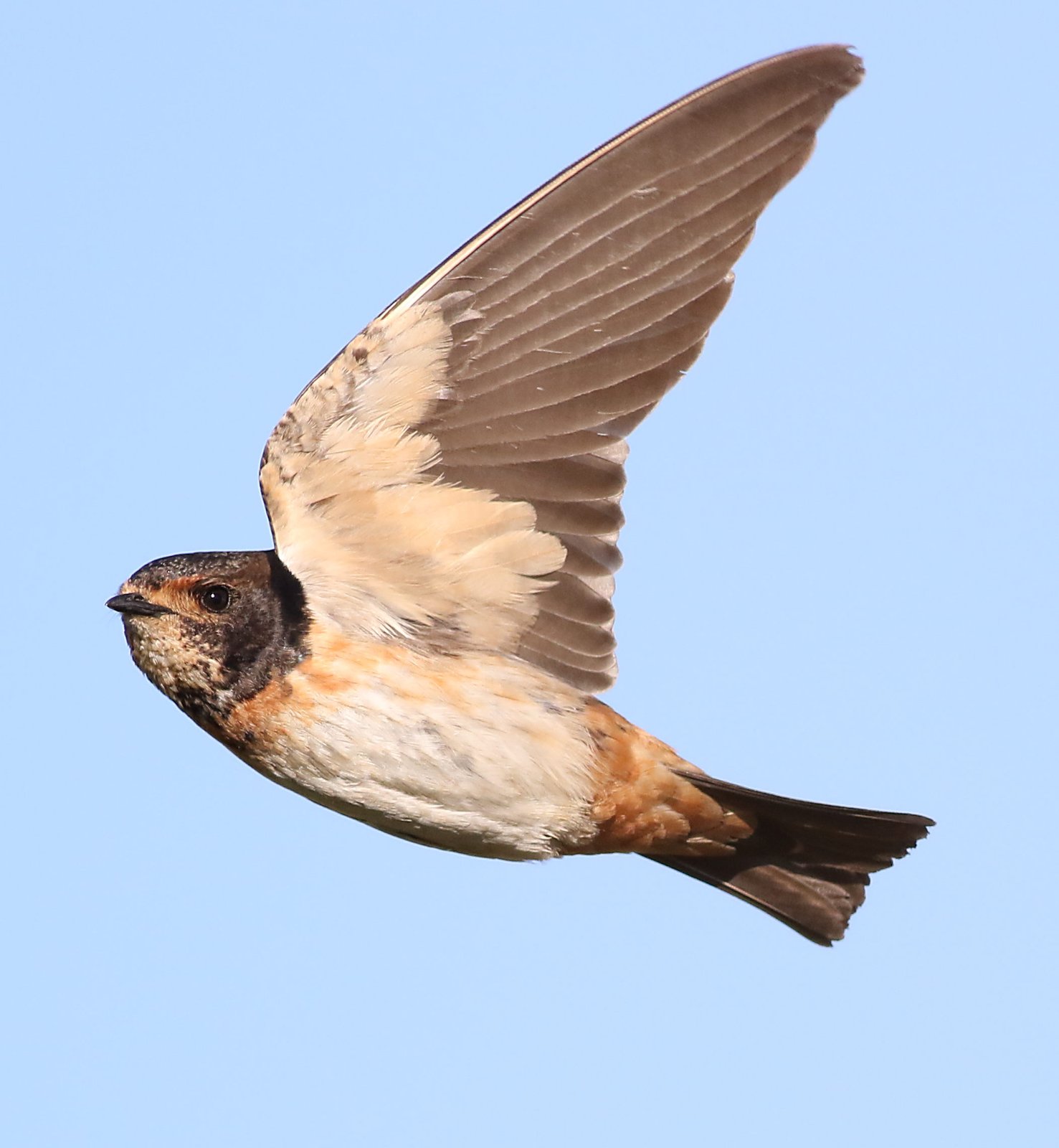 South African Cliff Swallow (Petrochelidon spilodera)