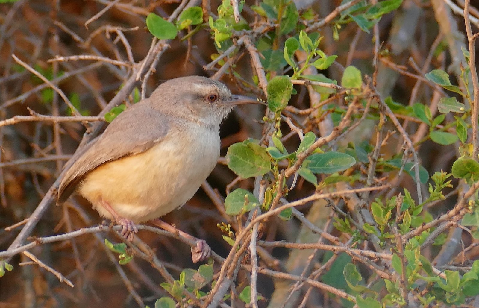 Long-Billed Crombec (Sylvietta rufescens)
