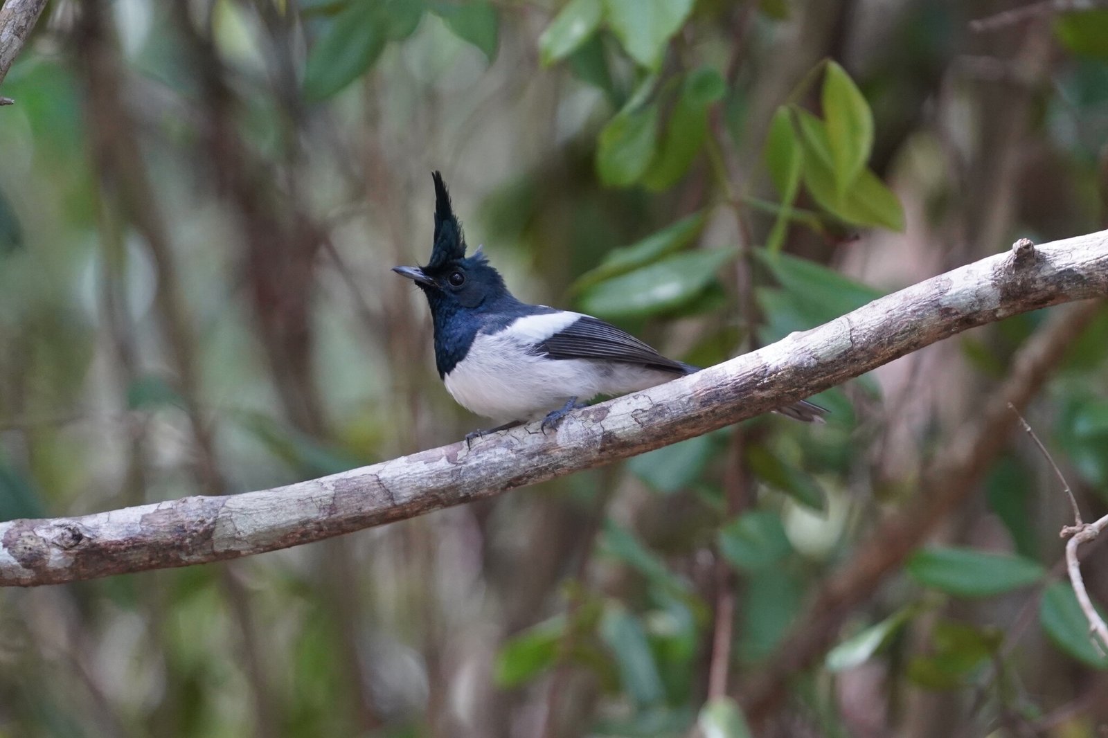 Blue-Mantled Crested Flycatcher (Trochocercus cyanomelas)