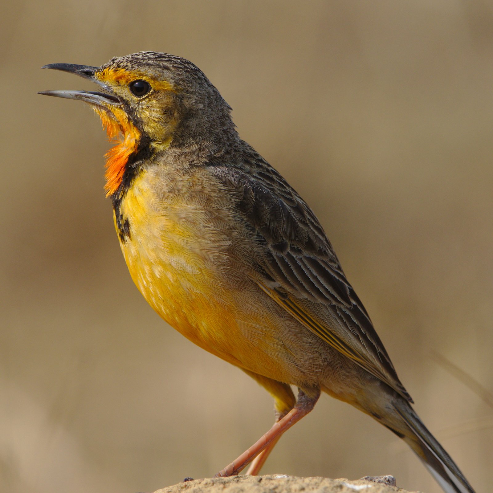 Cape Longclaw (Macronyx capensis)