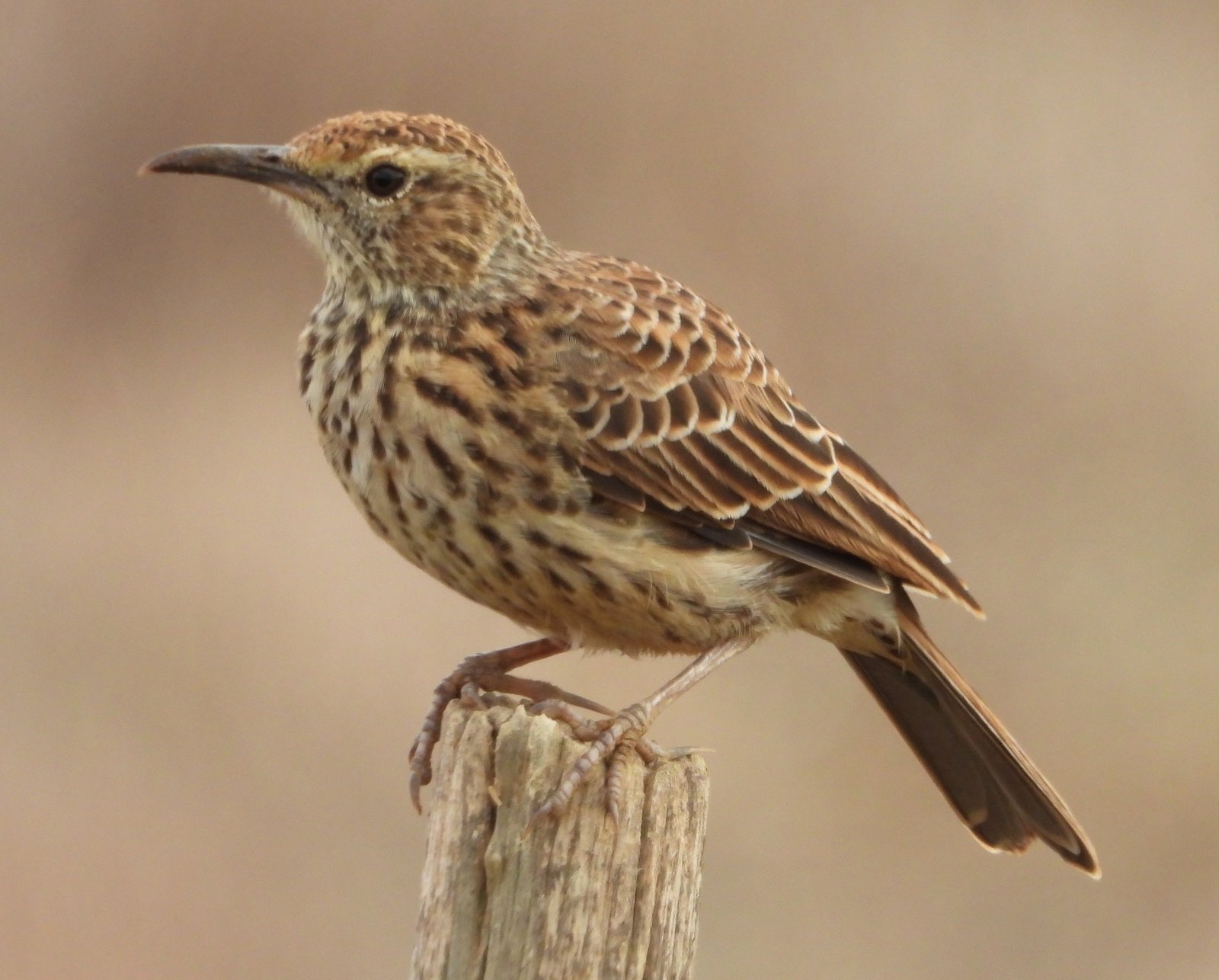 Cape Long-Billed Lark (Certhilauda curvirostris)