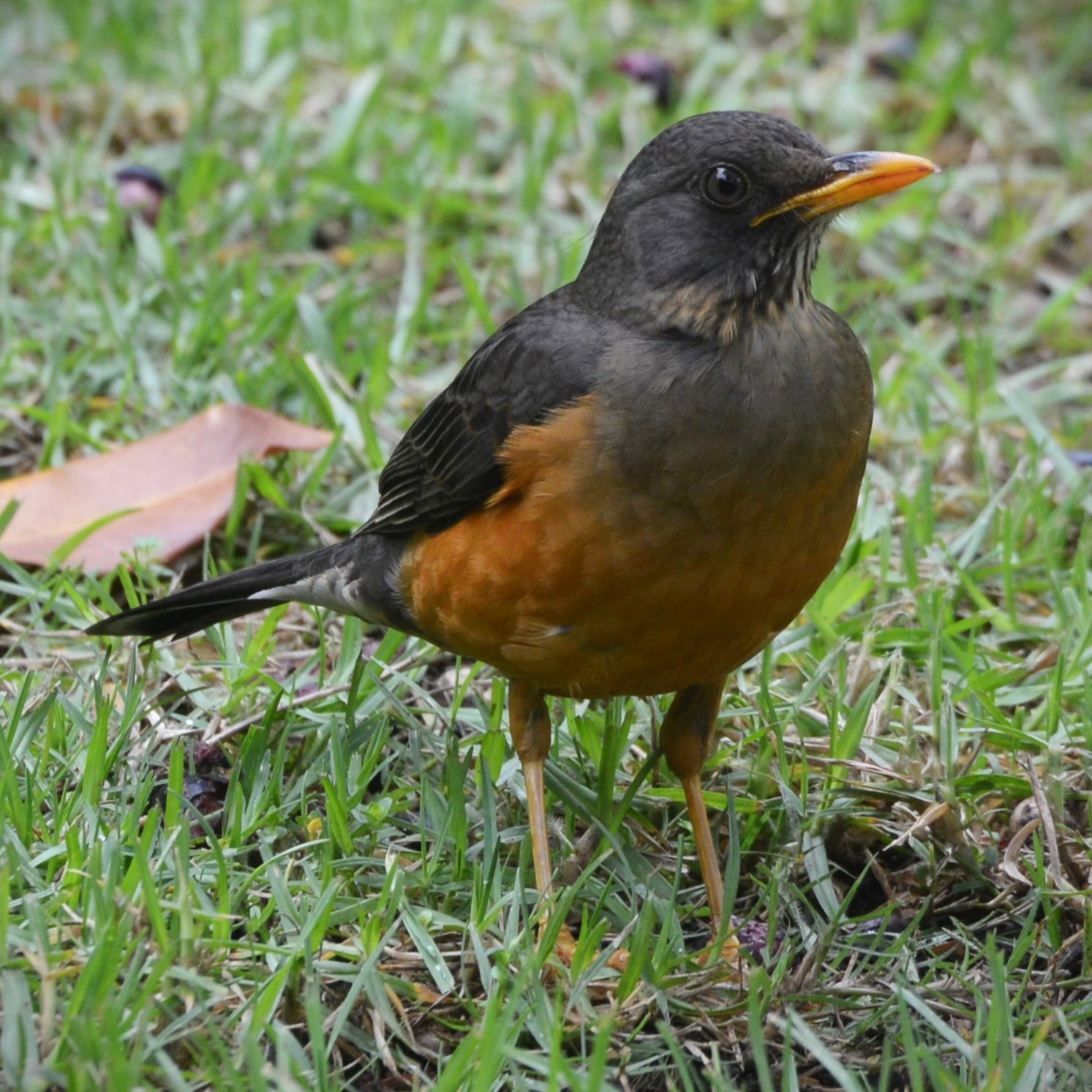 Olive Thrush (Turdus olivaceus)