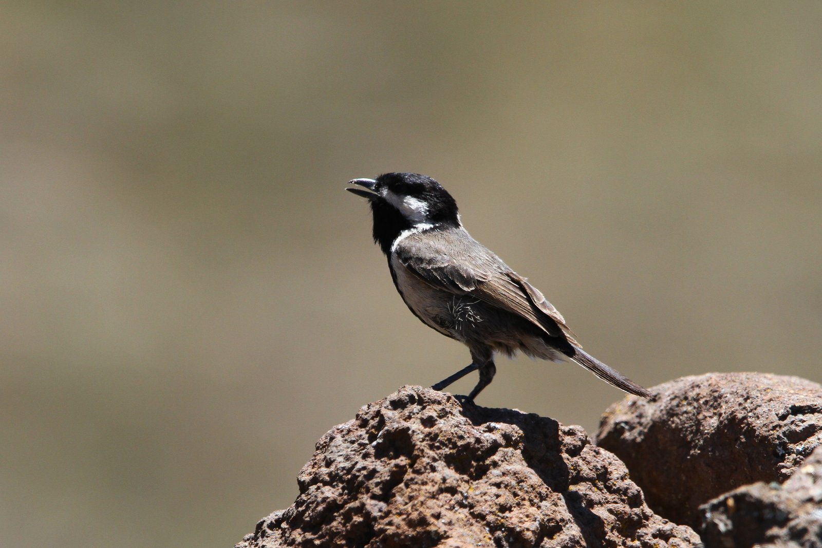 Grey Tit (Melaniparus afer)