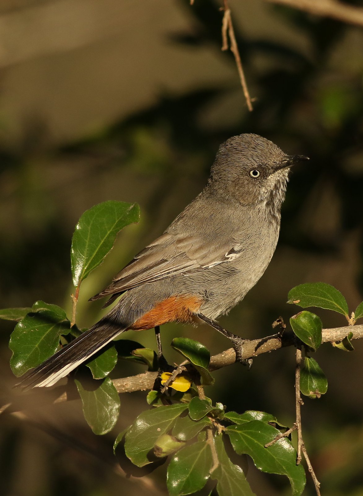 Chestnut-Vented Warbler (Curruca subcoerulea)