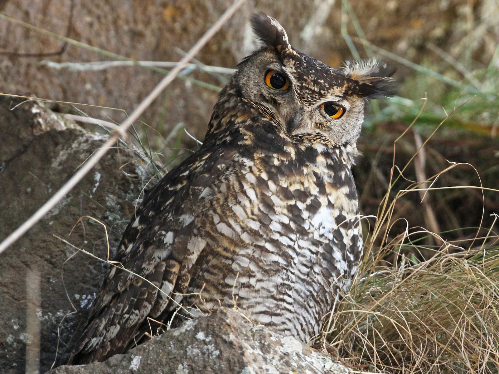 Cape Eagle-Owl (Bubo capensis)