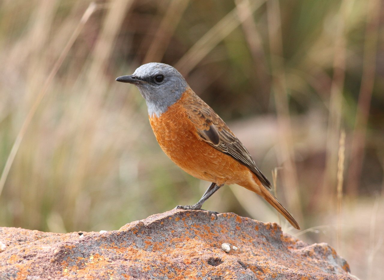 Cape Rock Thrush (Monticola rupestris)
