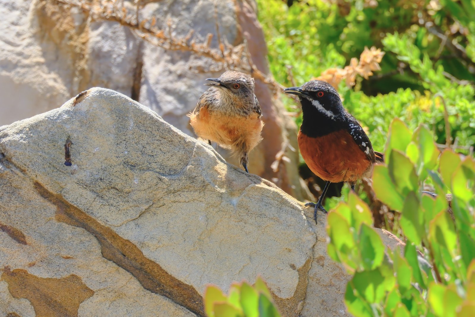 Cape Rockjumper (Chaetops frenatus)