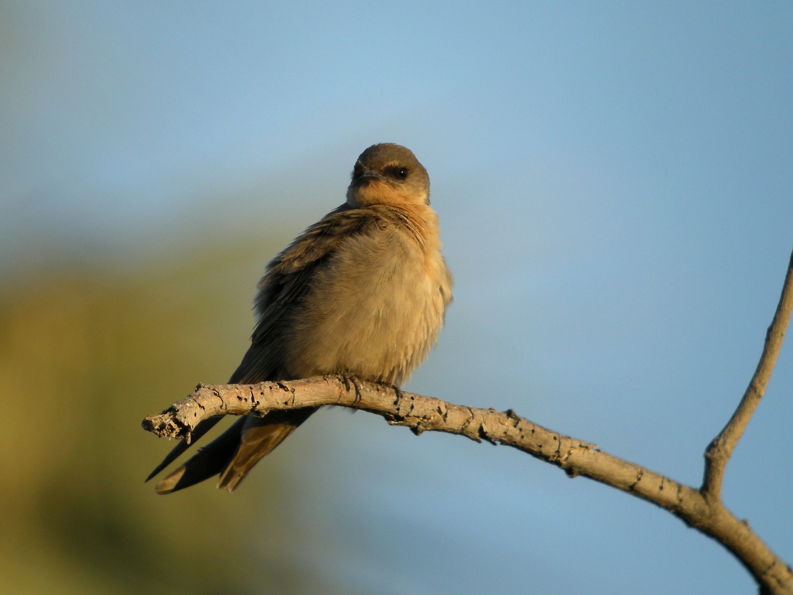 Large Rock Martin (Ptyonoprogne fuligula)