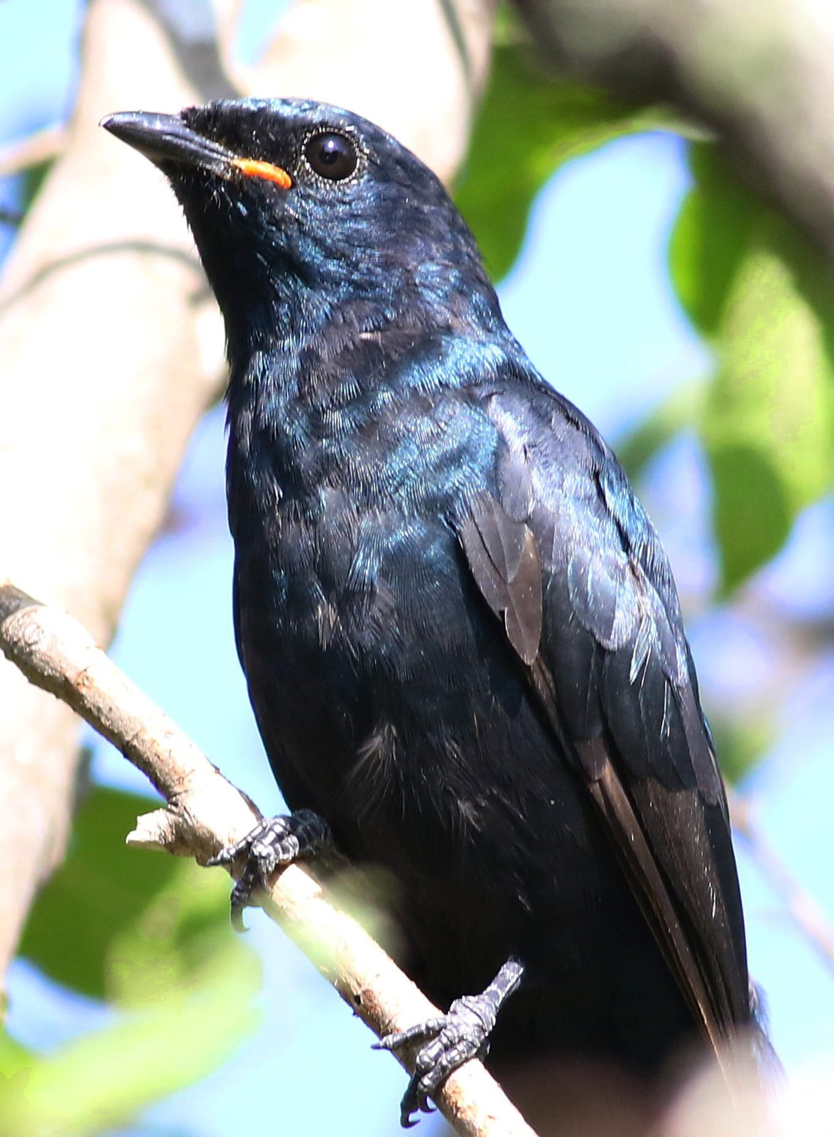 Black Cuckooshrike (Campephaga flava)