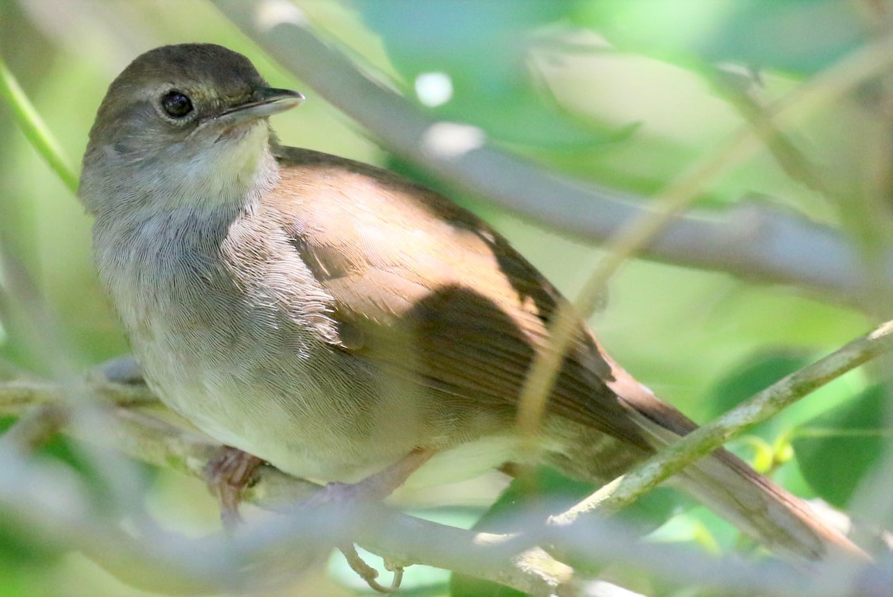 Knysna Warbler (Bradypterus sylvaticus)