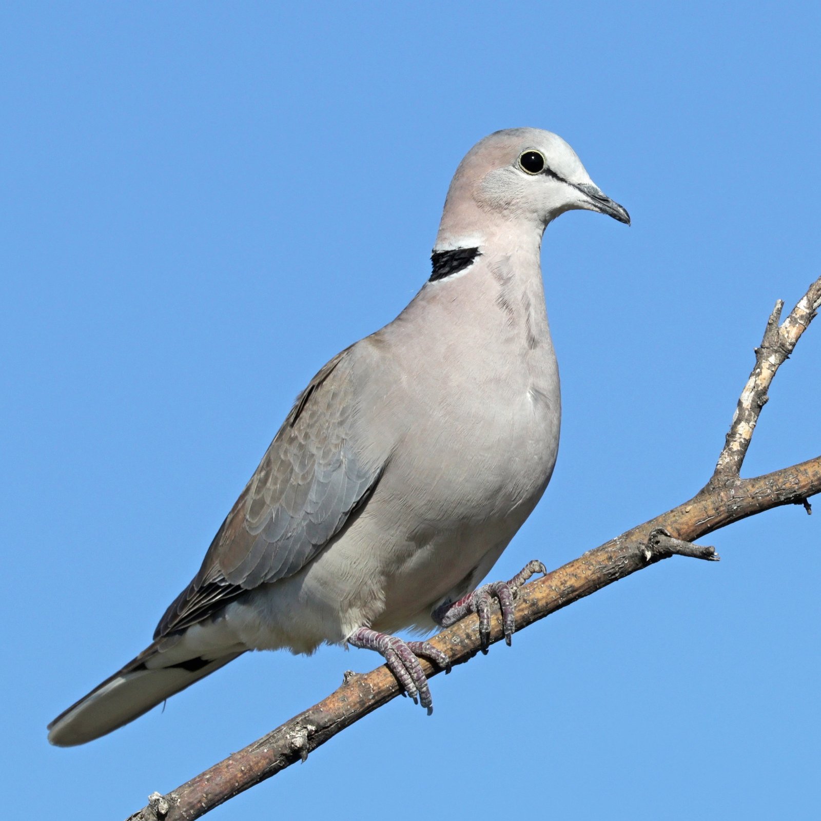 Ring-Necked Dove (Streptopelia capicola)