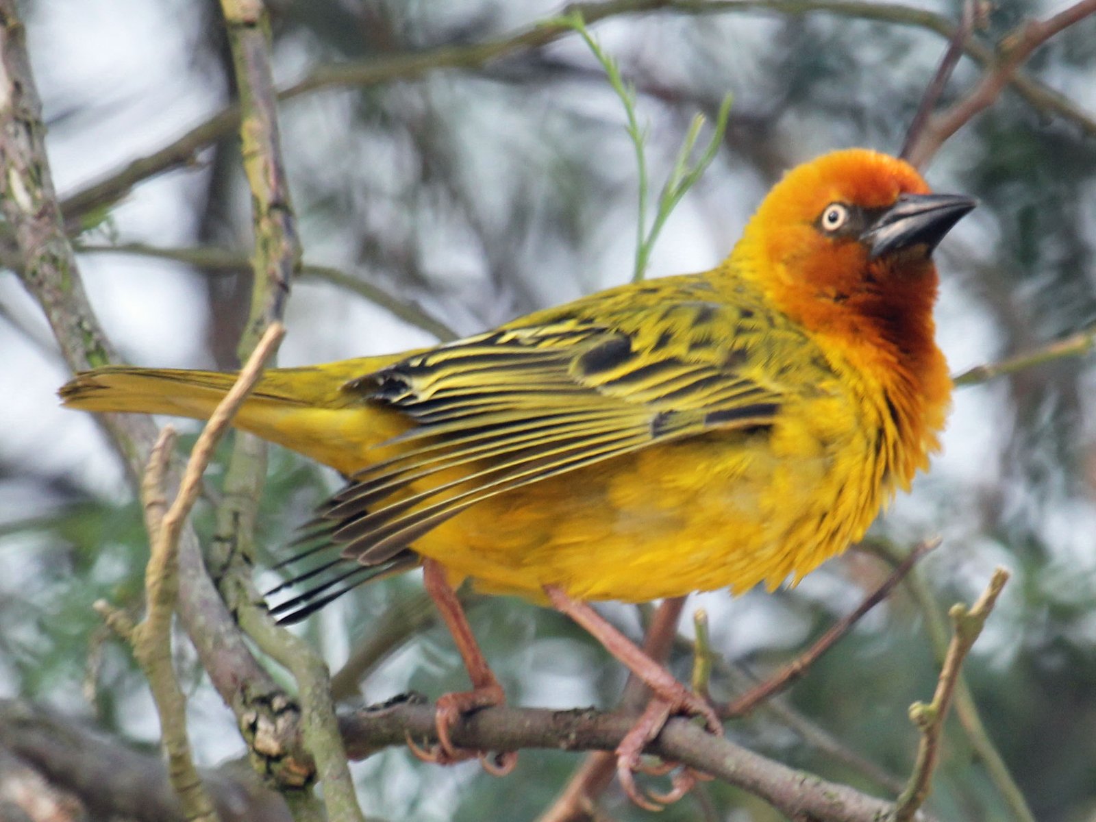 Cape Weaver (Ploceus capensis)