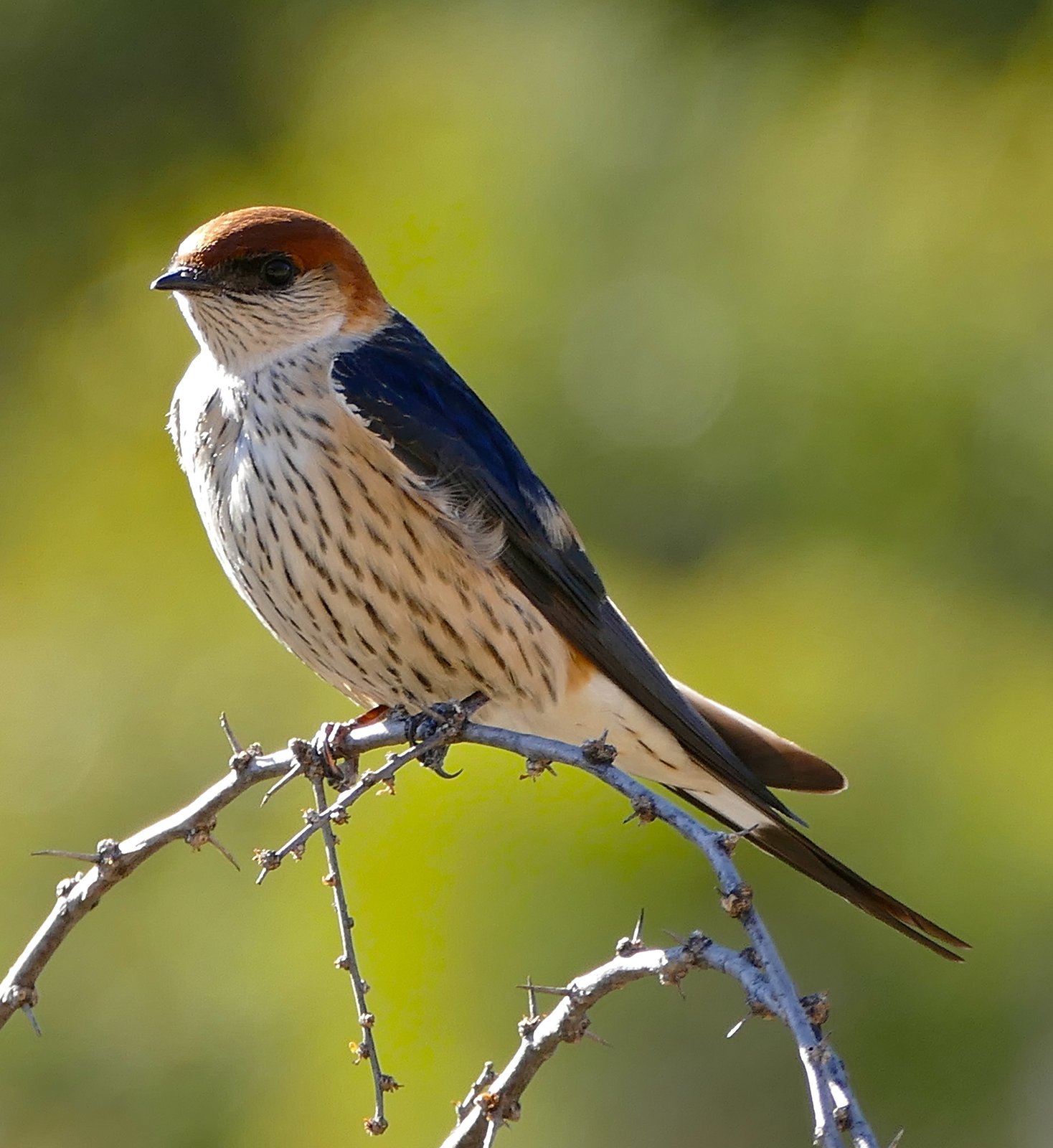 Greater Striped Swallow (Cecropis cucullata)