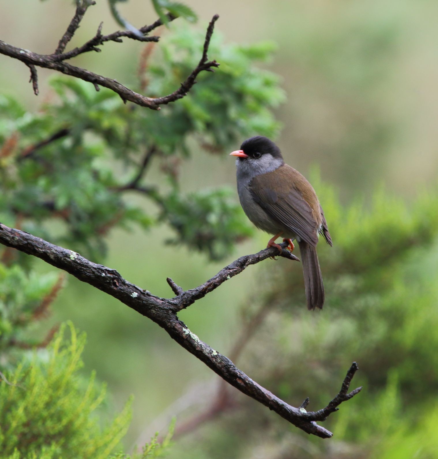 Bush Blackcap (Sylvia nigricapillus)
