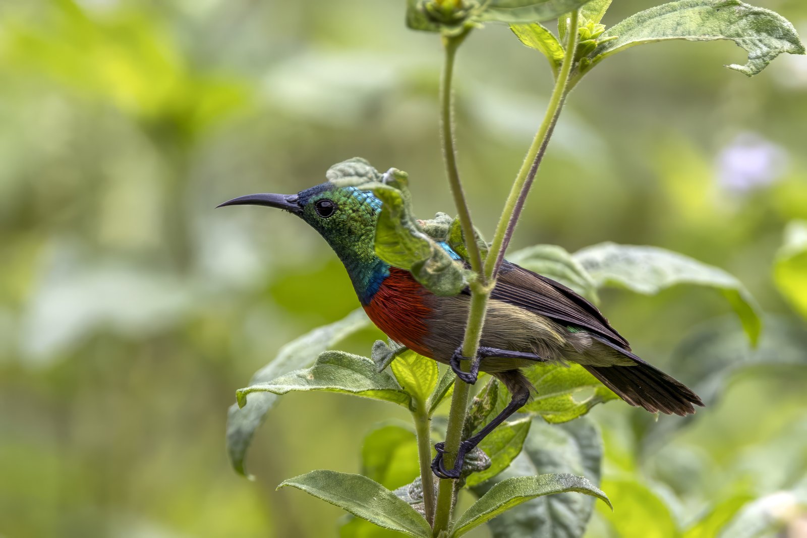 Tiny Sunbird (Cinnyris minullus)