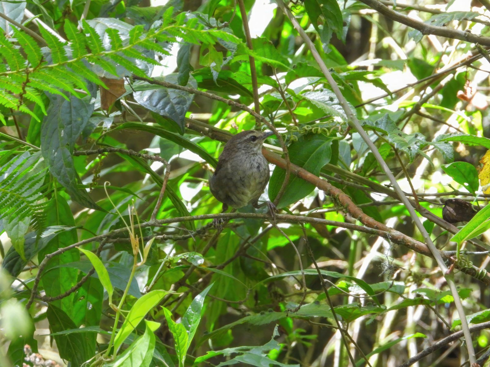 Evergreen Forest Warbler (Bradypterus lopezi)