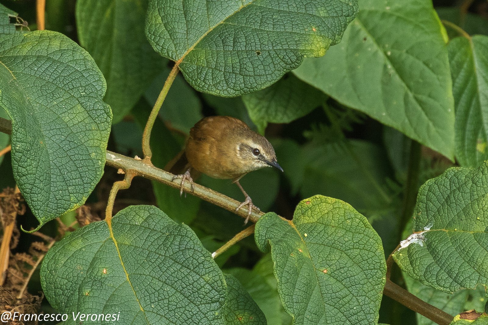 Cinnamon Bracken Warbler (Bradypterus cinnamomeus)