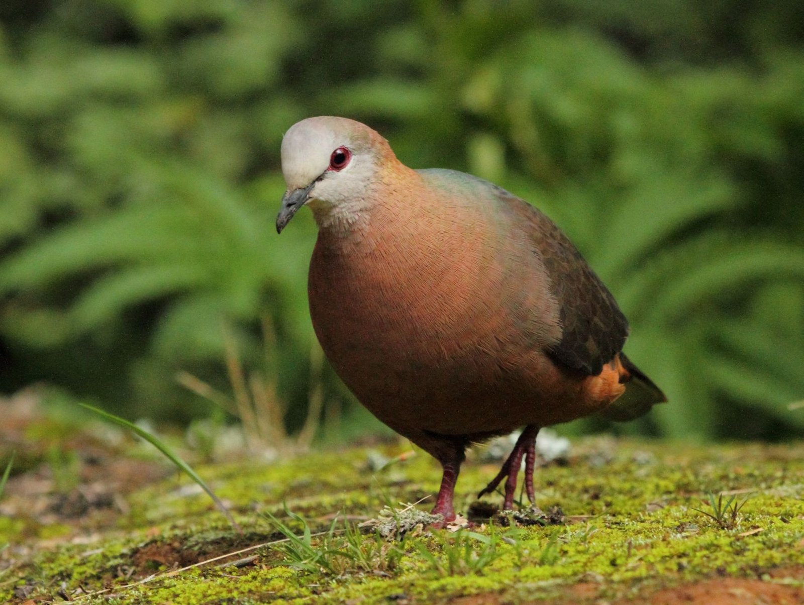 Lemon Dove (Aplopelia larvata)