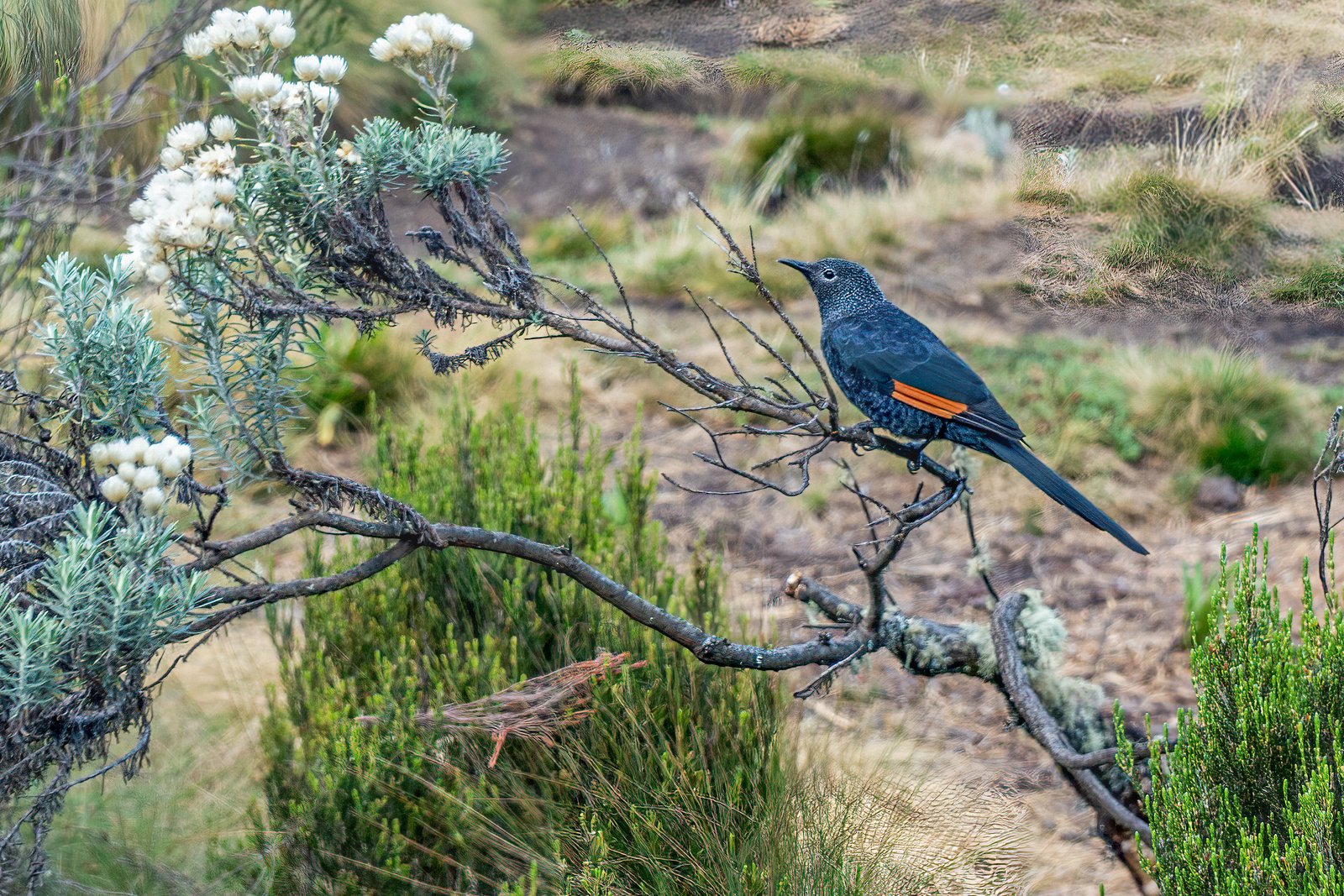 Slender-Billed Starling (Onychognathus tenuirostris)