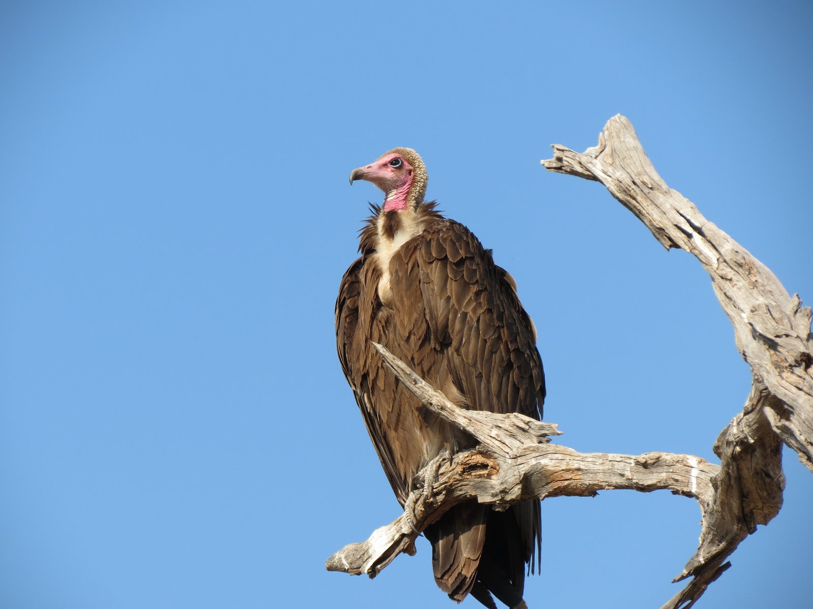 Hooded Vulture (Necrosyrtes monachus)