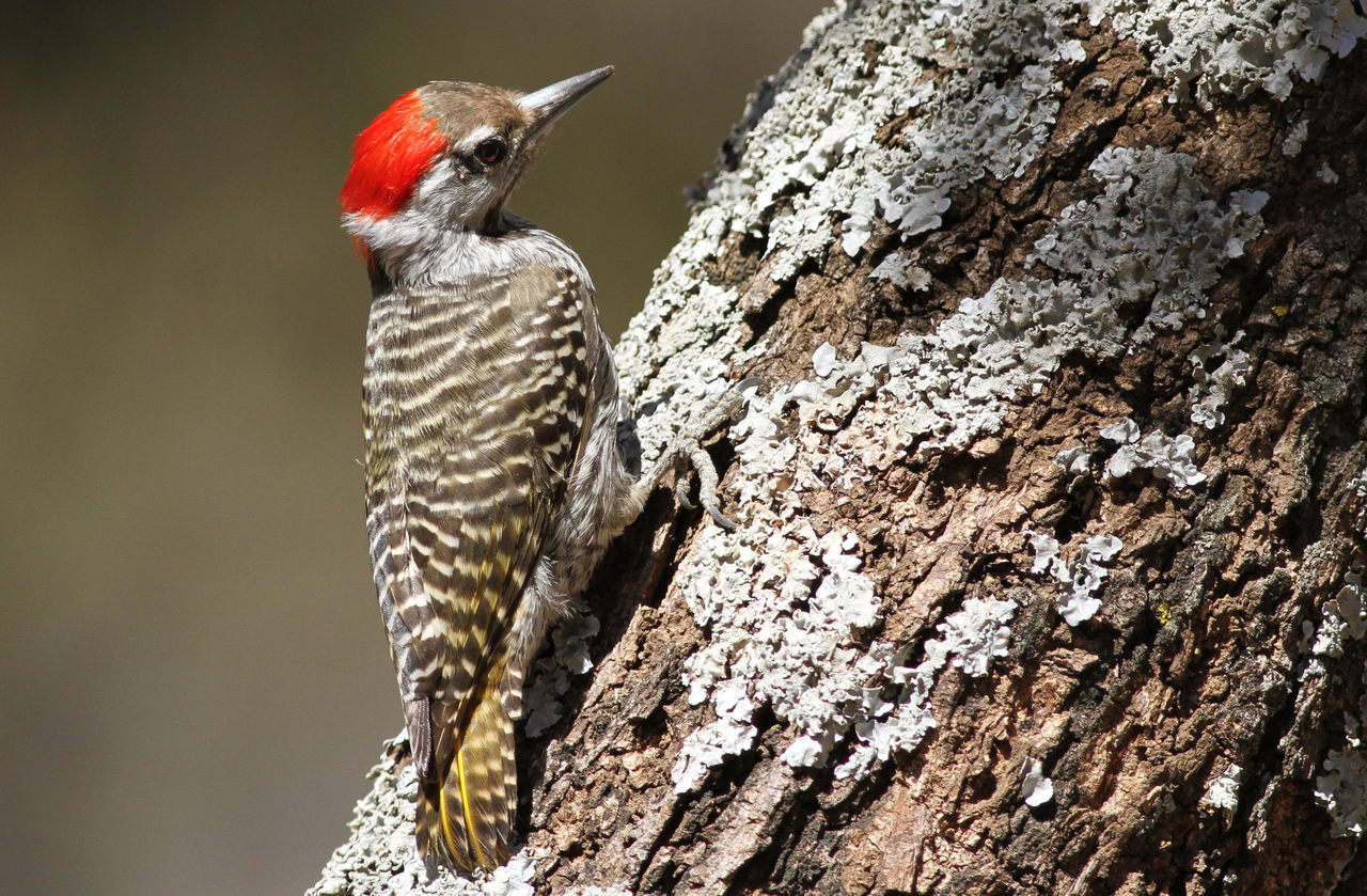 Cardinal Woodpecker (Dendropicos fuscescens)