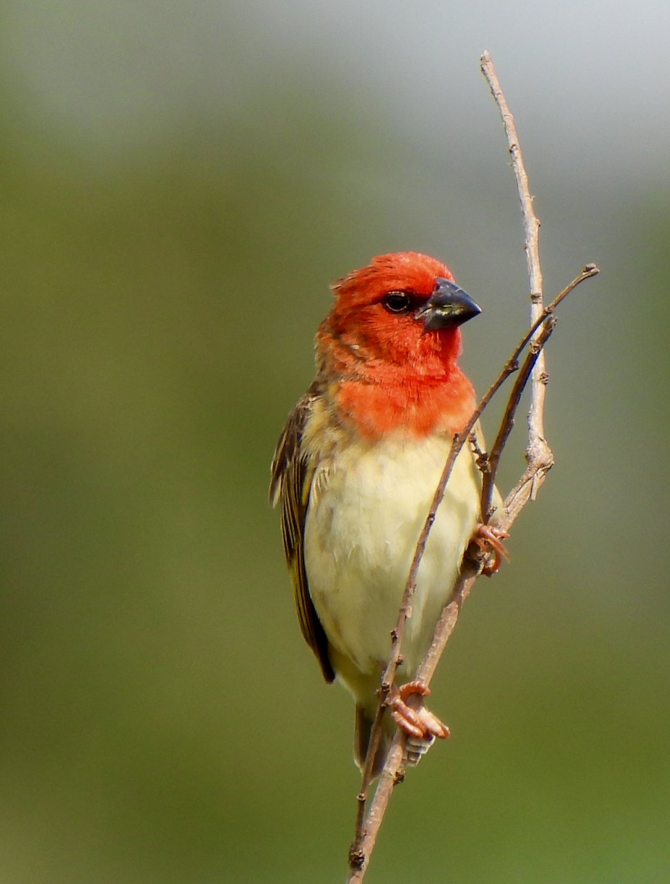 Cardinal Quelea (Quelea cardinalis)