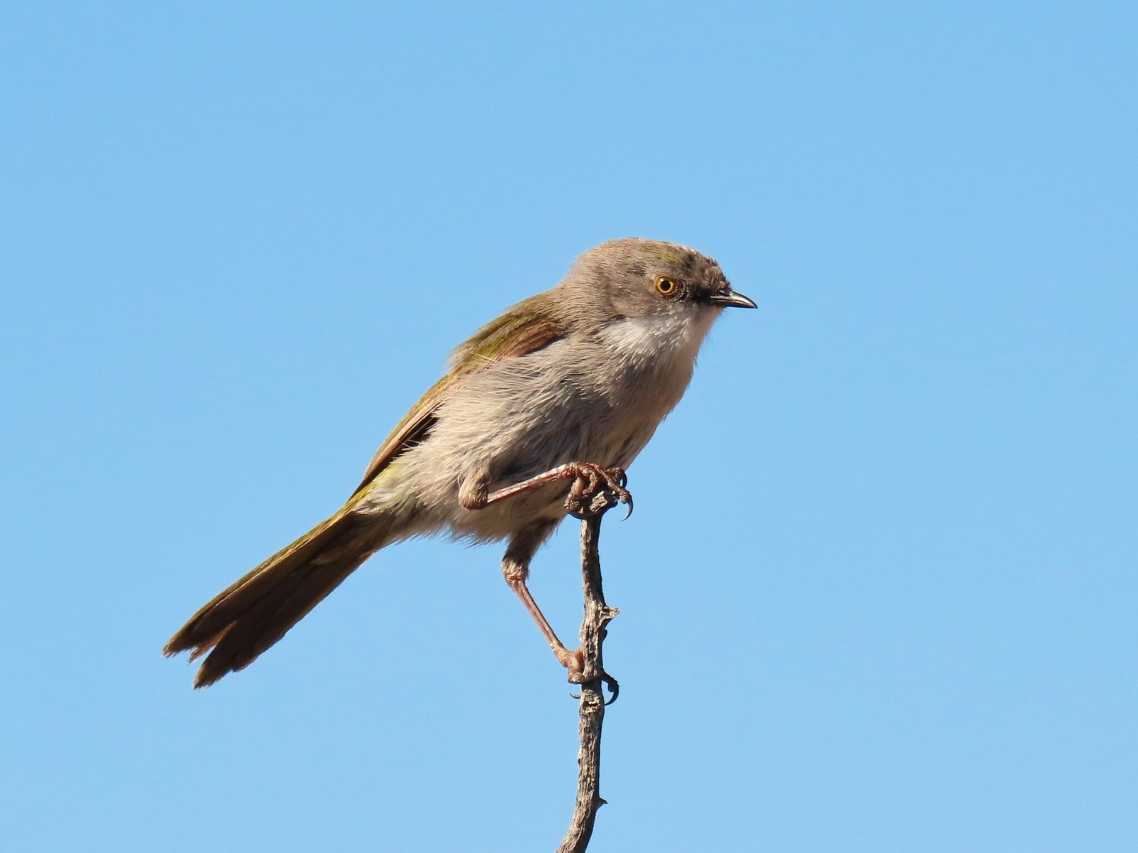 Karoo Eremomela (Eremomela gregalis)