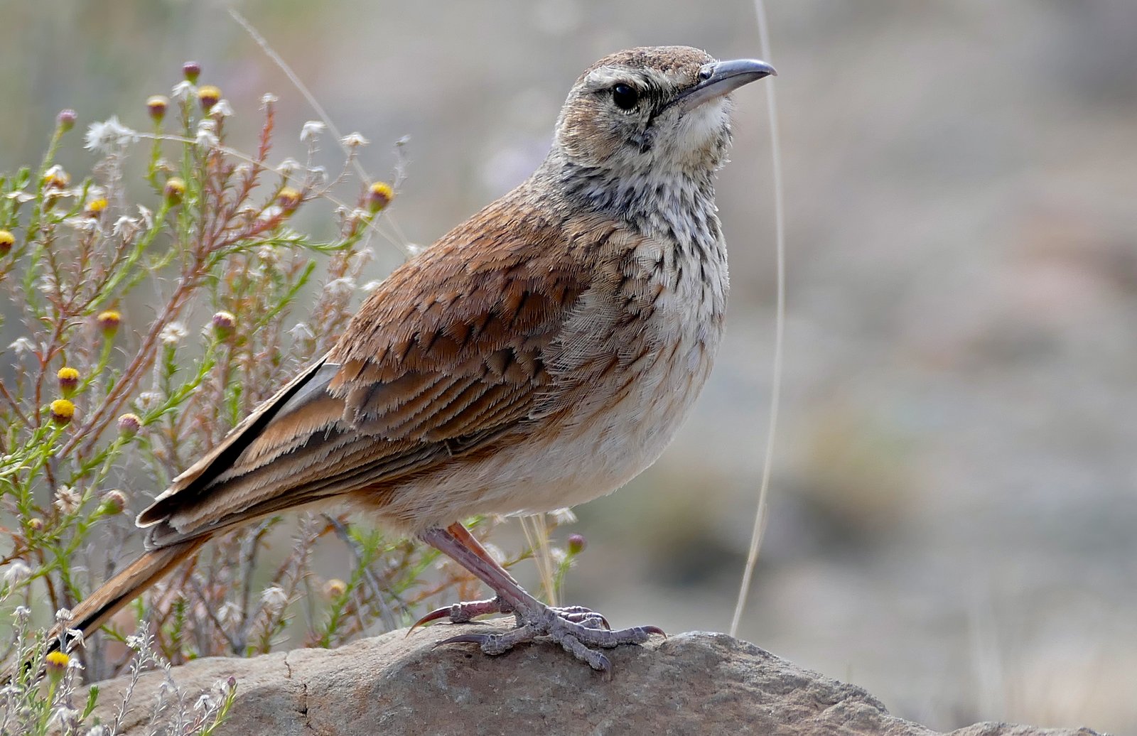 Karoo Long-Billed Lark (Certhilauda subcoronata)