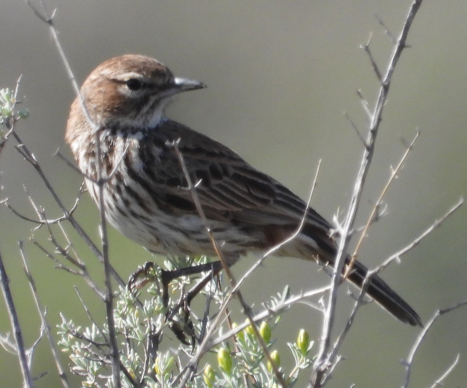 Karoo Lark (Calendulauda albescens)