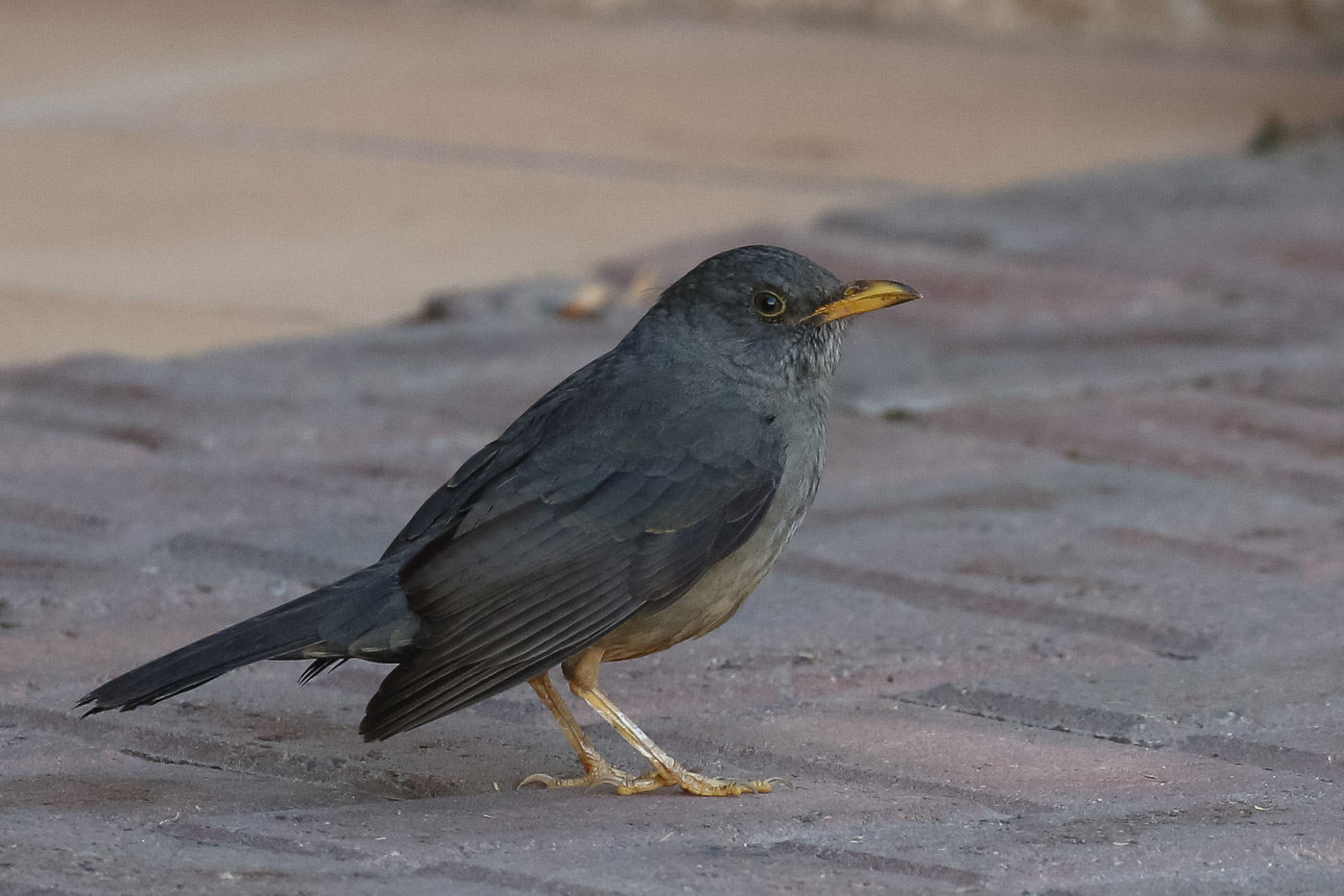 Karoo Thrush (Turdus smithi)