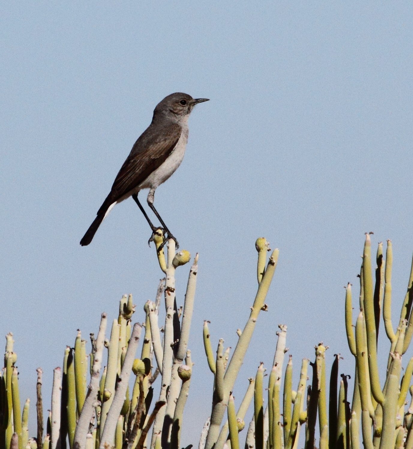 Karoo Chat (Emarginata schlegelii)