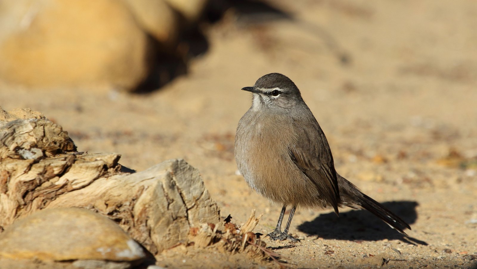 Karoo Scrub Robin (Tychaedon coryphoeus)