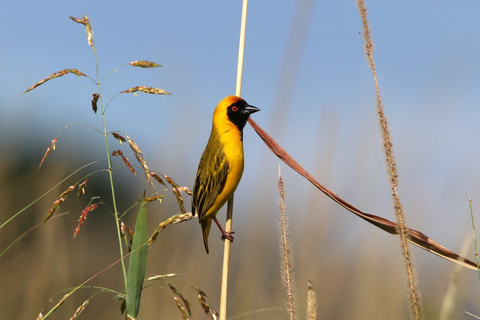 Katanga Masked Weaver (Ploceus katangae)