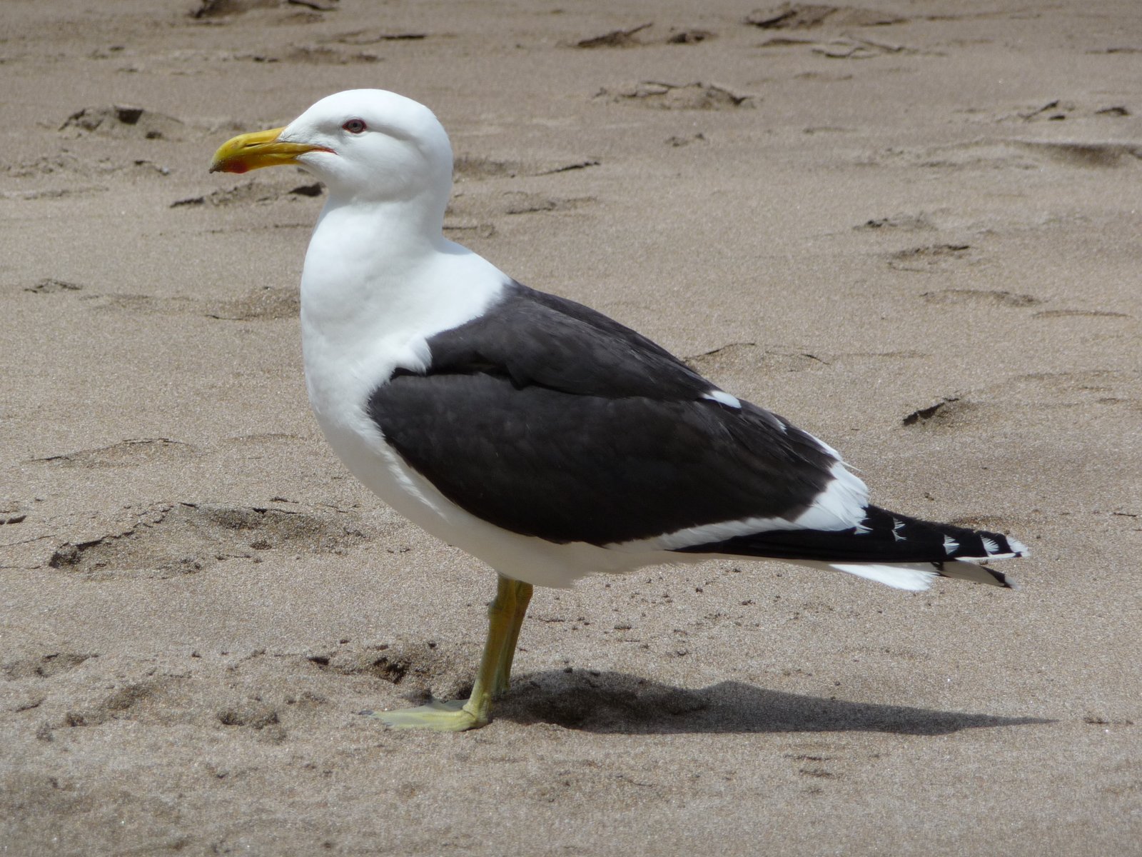 Kelp Gull (Larus dominicanus)