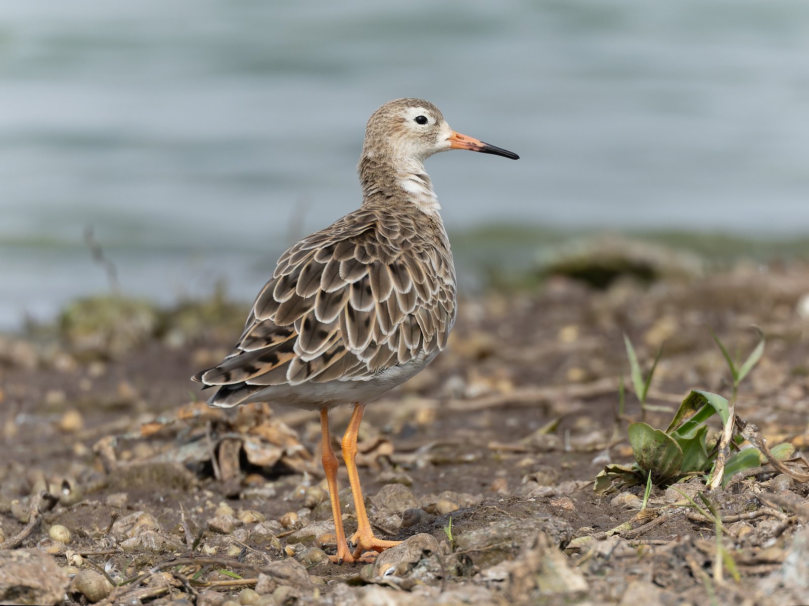 Ruff (Calidris pugnax)