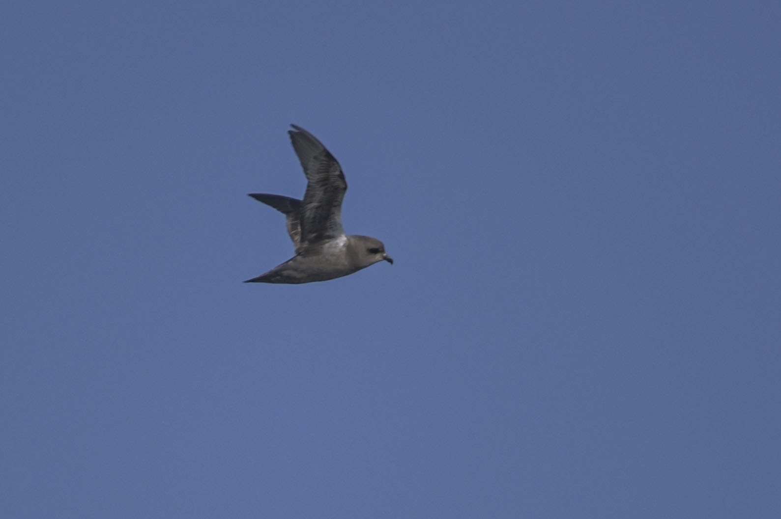 Kerguelen Petrel (Aphrodroma brevirostris)