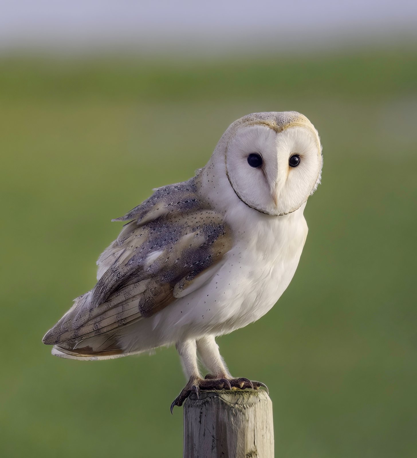 Western Barn Owl (Tyto alba)