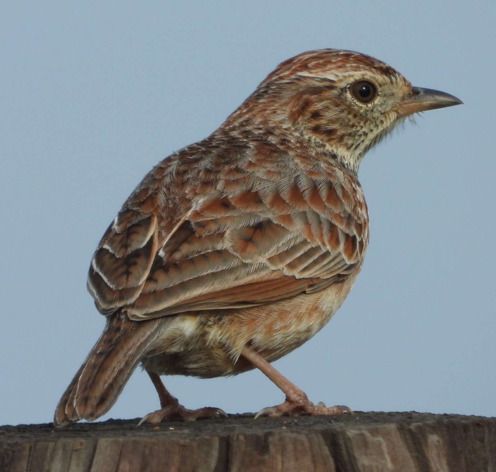 Cape Clapper Lark (Corypha apiata)