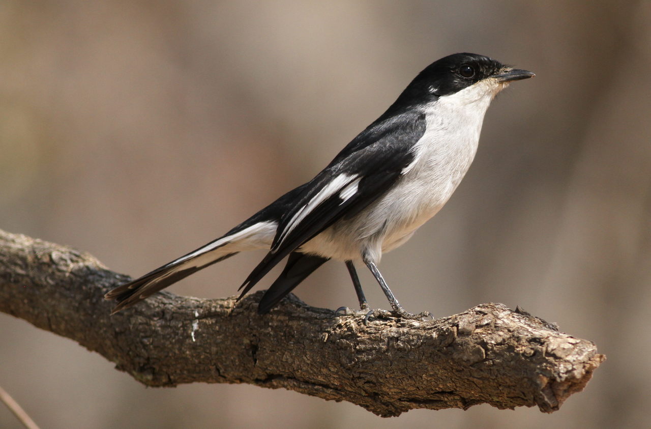 Fiscal Flycatcher (Sigelus silens)