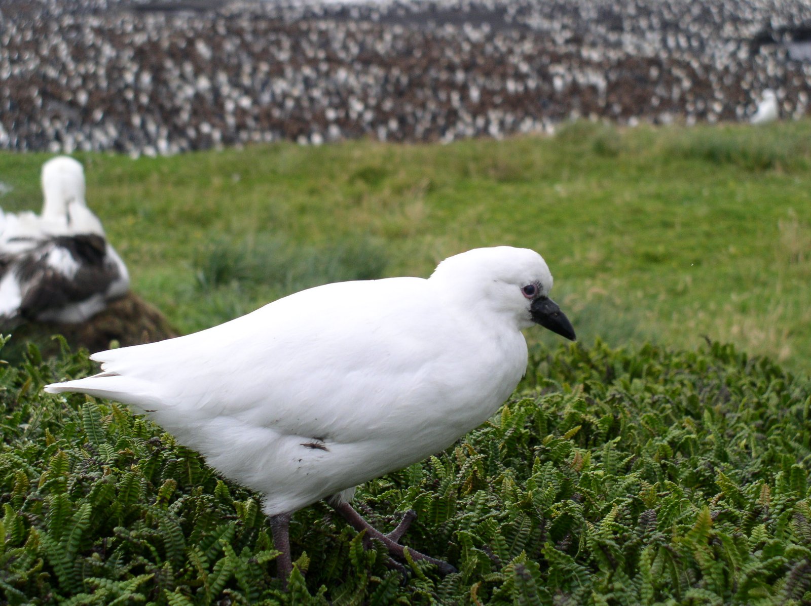 Black-Faced Sheathbill (Chionis minor)