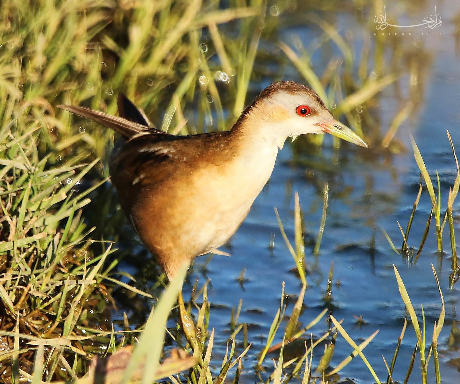 Little Crake (Zapornia parva)
